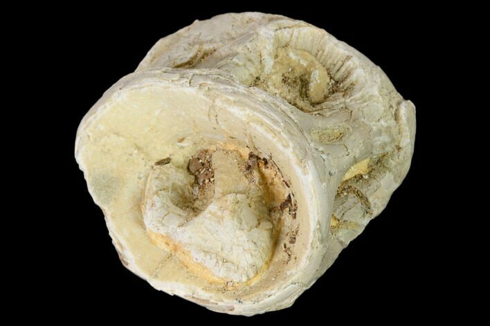 Fossil Xiphactinus (Cretaceous Fish) Vertebra - Kansas #139297